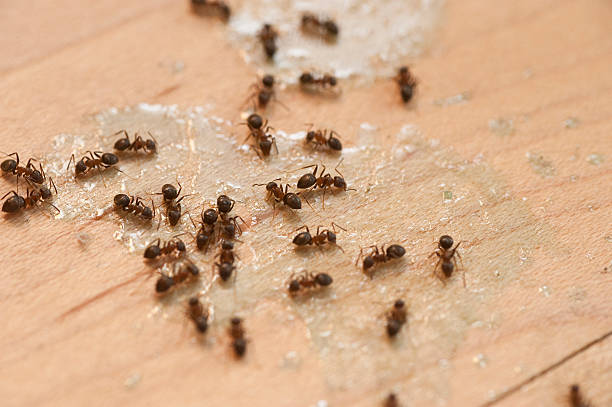 Lake Butler, FL Pest Control Company